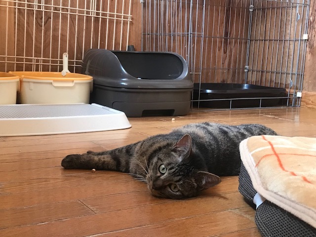 キジトラ吉丸くんのご紹介です_f0242002_22222159.jpg