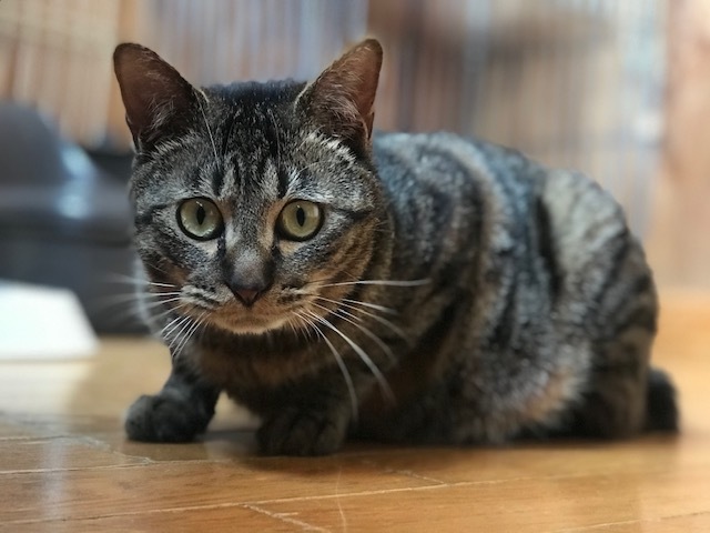 キジトラ吉丸くんのご紹介です_f0242002_22230048.jpg