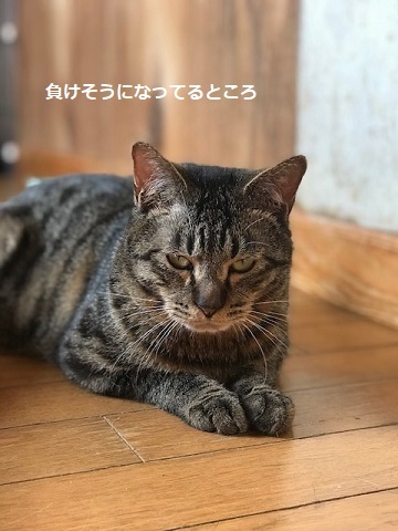 キジトラ吉丸くんのご紹介です_f0242002_22262053.jpg