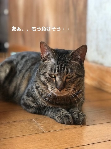 キジトラ吉丸くんのご紹介です_f0242002_22262855.jpg