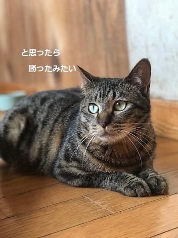 キジトラ吉丸くんのご紹介です_f0242002_22263436.jpg