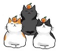 キジトラ吉丸くんのご紹介です_f0242002_22442497.jpg