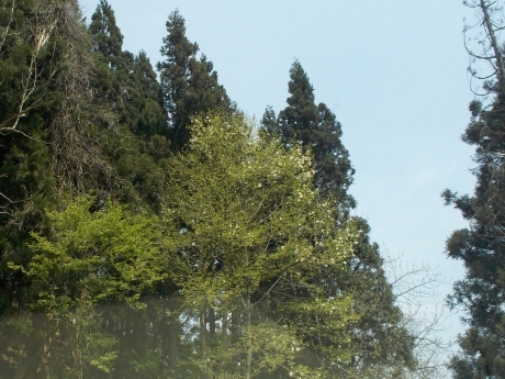 辛夷咲く山_a0203003_15510677.jpg