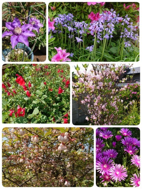 月命日の庭の花 ライルのみけん 月命日の庭の花 ライルのみけん