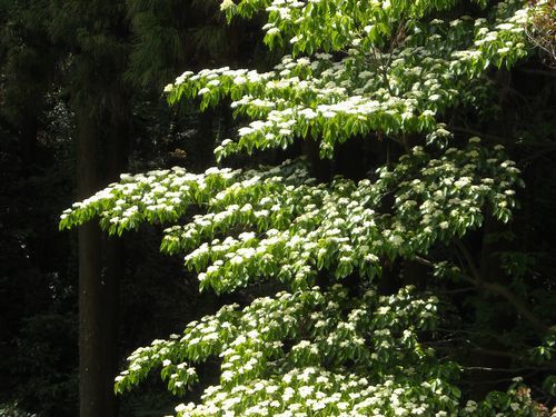 5月の白_c0141013_20561118.jpg
