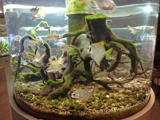 板橋区立熱帯環境植物館 マングローブの水辺 テンジクダイの仲間たち 続々 動物園ありマス