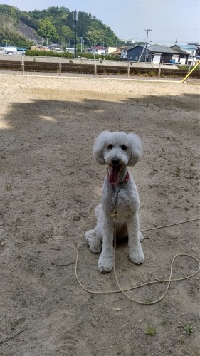 フランちゃんとボール投げ(*^^*)_e0099019_17444676.jpg