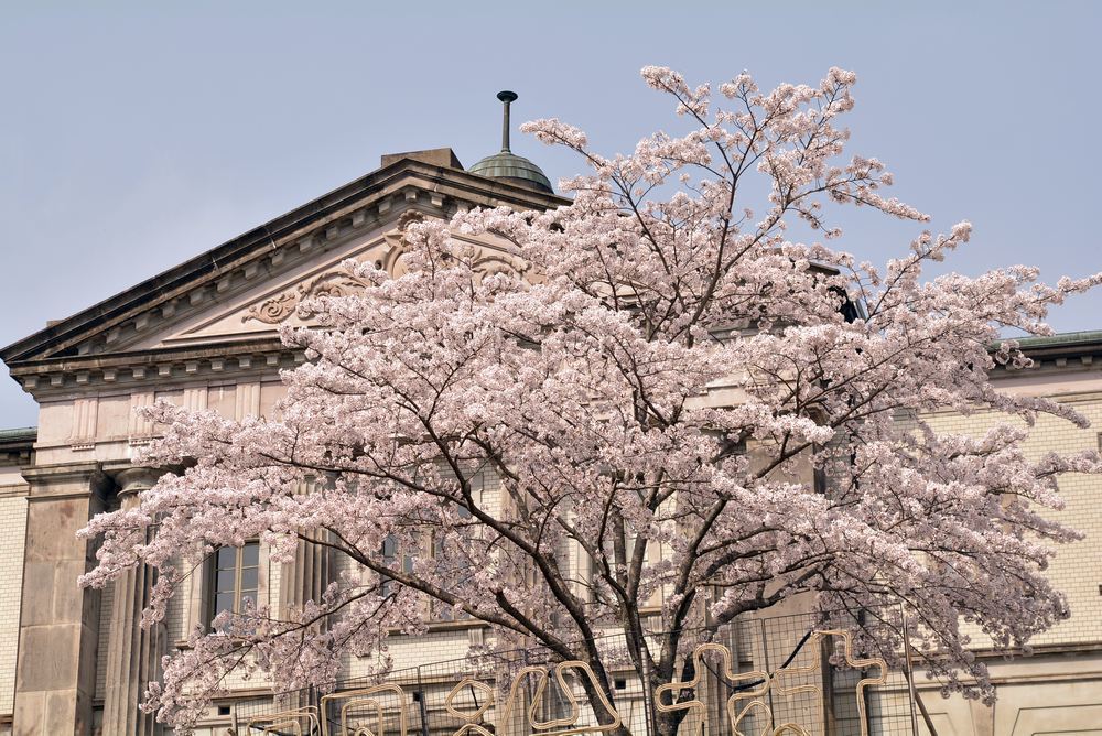 内閣文庫と桜_e0373930_10572689.jpg