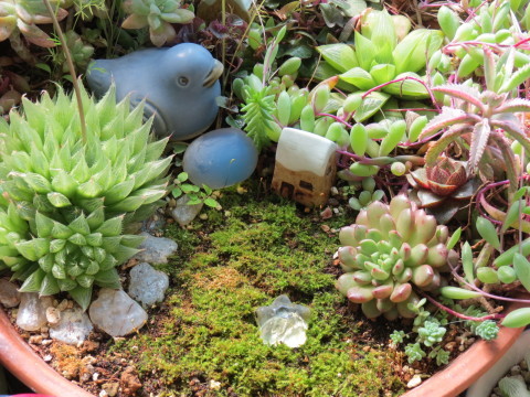鳥と卵のある多肉植物寄せ植え ピンクルビー 大和錦 あるまじろの庭 鳥と卵のある多肉植物寄せ植え ピンクルビー 大和錦 あるまじろの庭