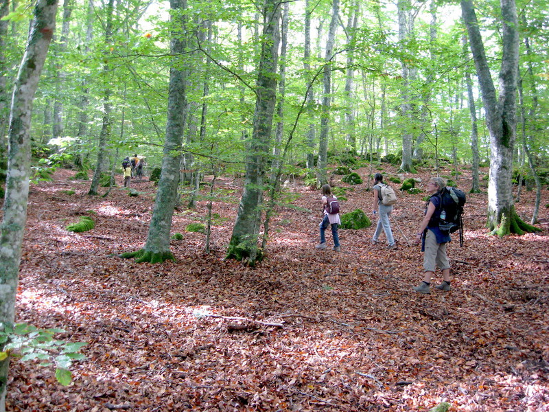 第２４号(1)「90kmの巡礼の旅〜聖なる森林の山道 Il Sentiero delle Foreste Sacre」_f0234936_1472917.jpg