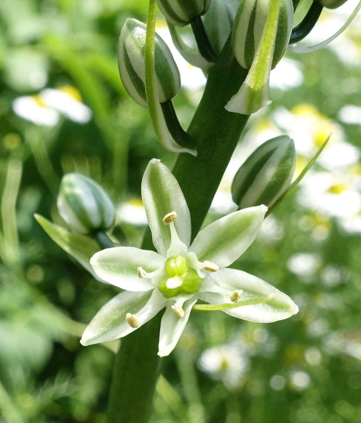 オーニソガラム コーダツムの花 ローザのアトリエ便り