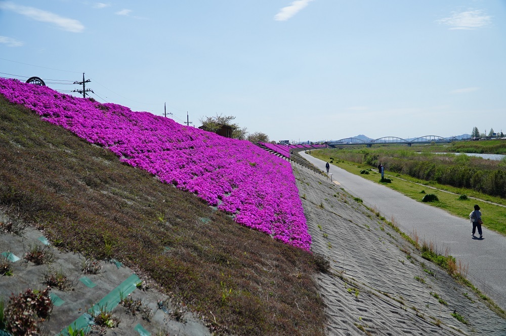 河原の土手一面がキャンパス 幸ちゃんの日々 河原の土手一面がキャンパス 幸ちゃんの日々