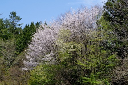 夏日の5月_f0114346_06255588.jpg