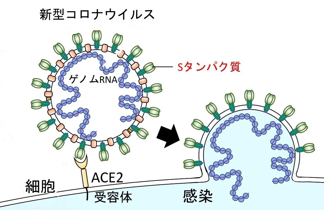 タマキン ウイルス