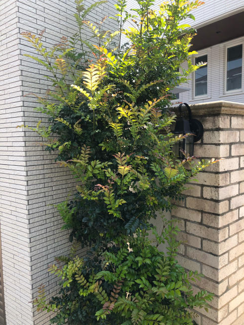 トネリコの剪定 汗ばむ陽気 目黒区 都立大の 花屋 Moco 花と 植物で楽しい毎日 一人で全力で営業中 トネリコの剪定 汗ばむ陽気 目黒区 都立大の 花屋 Moco 花と 植物で楽しい毎日 一人で全力で営業中