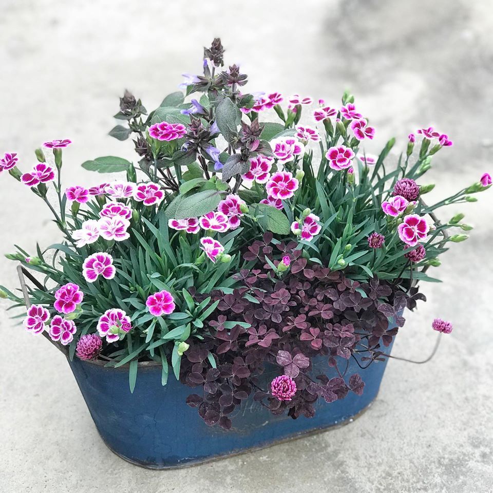 ナデシコの寄せ植え さにべるスタッフblog Sunny Day S Garden ナデシコの寄せ植え さにべるスタッフblog Sunny Day S Garden