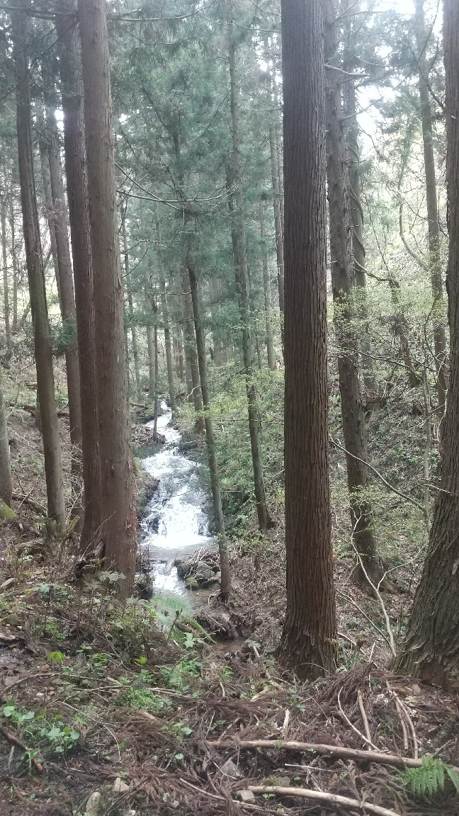 本日はコゴミ アイコ 山形の山菜 キノコの見分け方