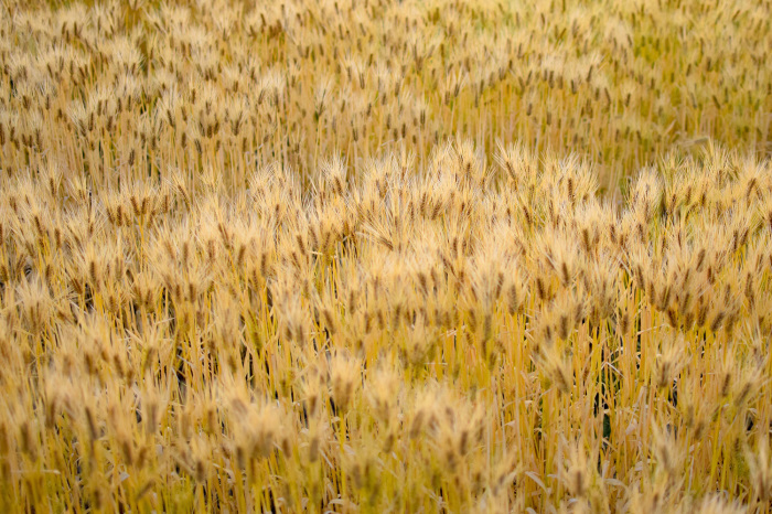 El Dorado(黄金卿)_d0032761_08545069.jpg