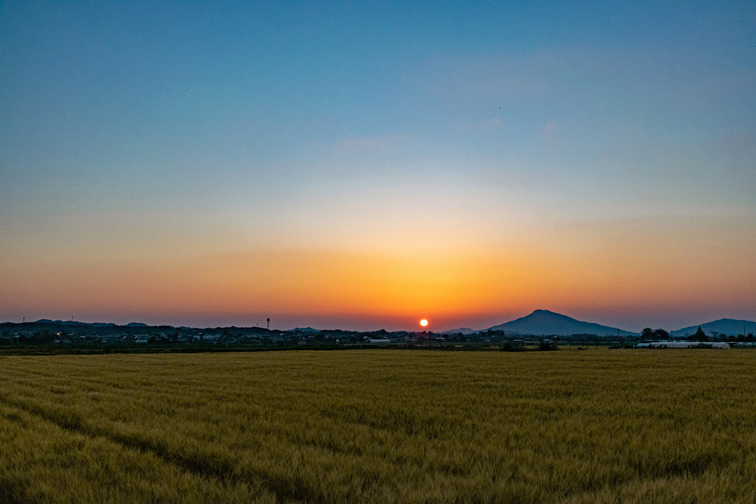 El Dorado(黄金卿)_d0032761_08545081.jpg
