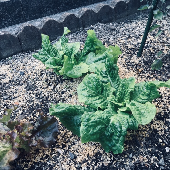 山東菜が主役のお味噌汁_b0100062_18195802.jpeg