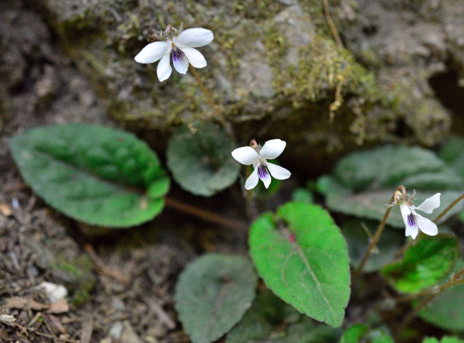 日本のスミレ フモトスミレとちょっと似たスミレ : 野の花山の花ウォッチング