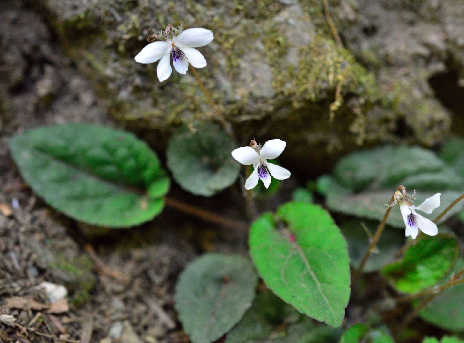 フモトスミレとちょっと似たスミレ 野の花山の花ウォッチング In 奥多摩