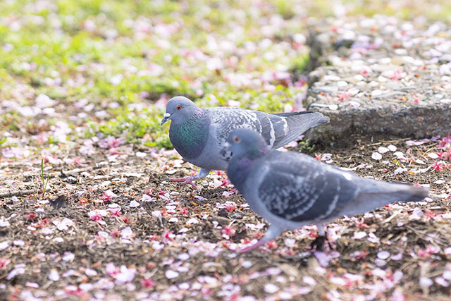 散った桜の花びらとつがいの鳩 エーデルワイスブログ