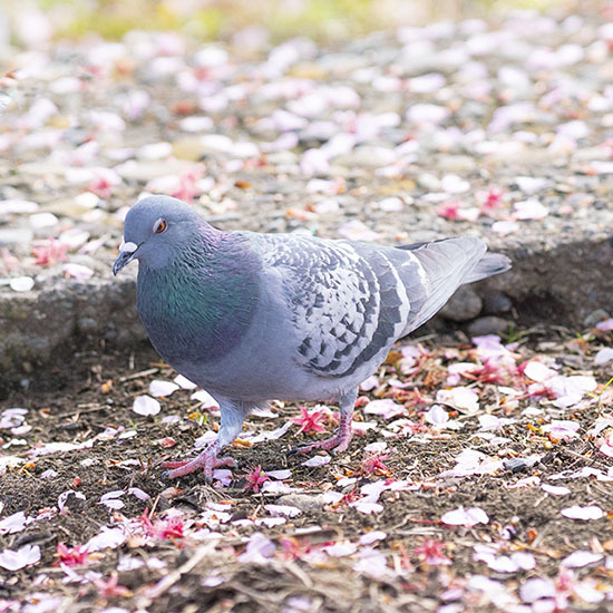 散った桜の花びらとつがいの鳩 エーデルワイスブログ
