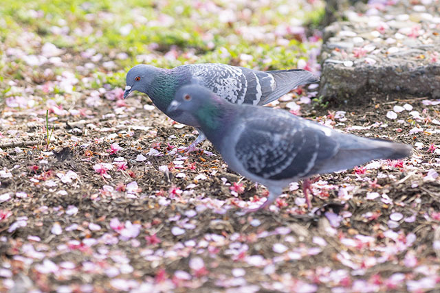散った桜の花びらとつがいの鳩 エーデルワイスブログ