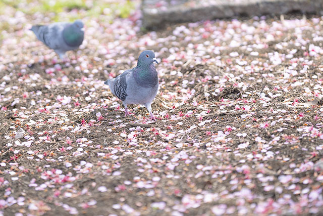 散った桜の花びらとつがいの鳩 エーデルワイスブログ