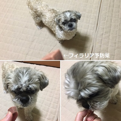 オンライン編み会♪_f0372998_21384923.jpg