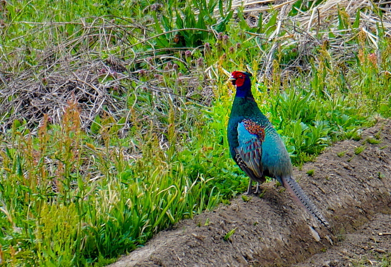 Pheasant_c0339900_15213882.jpg