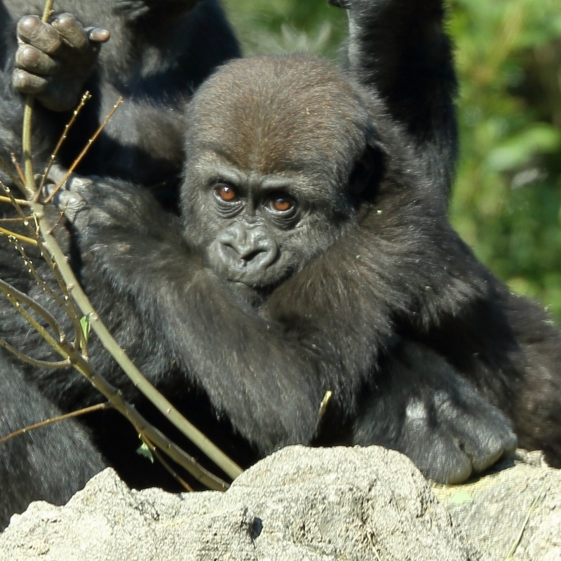 １日 ２枚 癒し系の動物写真 その１６ 旅プラスの日記