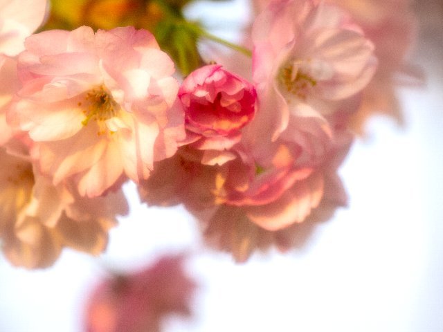 今年の桜は、、、_c0008502_10571743.jpg