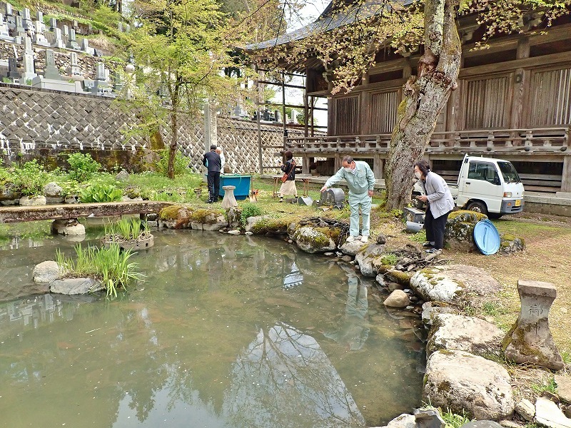 池に鯉が戻されました！_c0336902_17141631.jpg