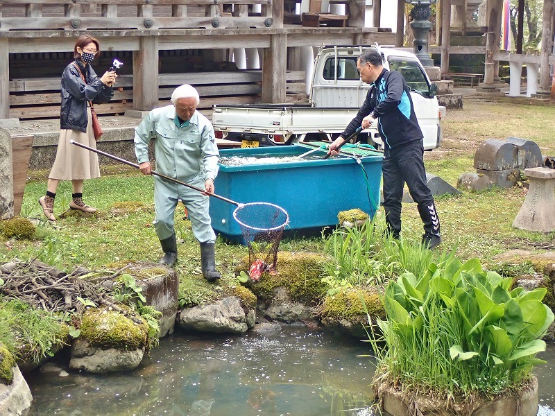 池に鯉が戻されました!_c0336902_17142000.jpg