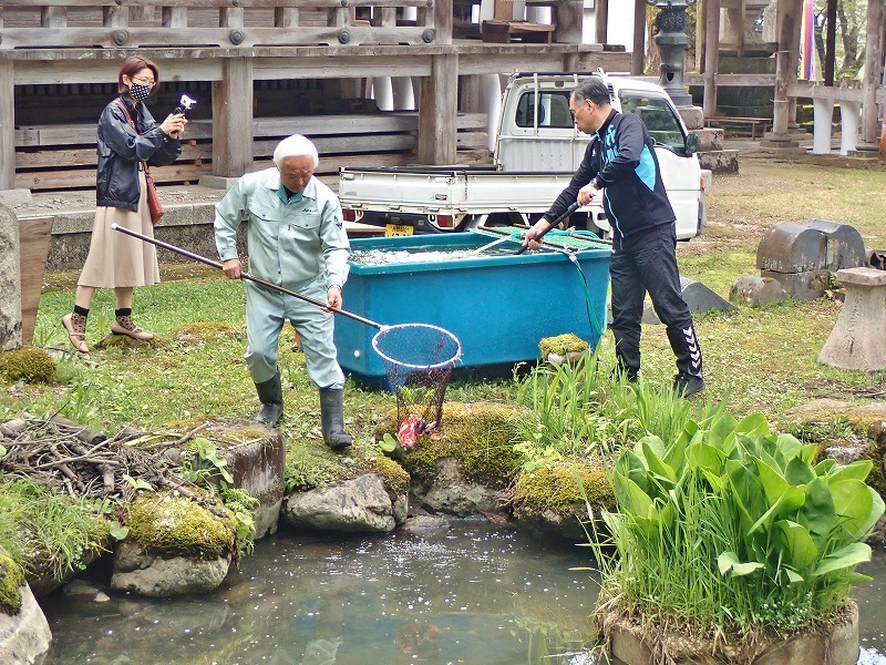 池に鯉が戻されました！_c0336902_17142000.jpg