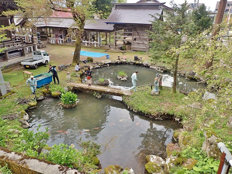 池に鯉が戻されました！_c0336902_17142809.jpg