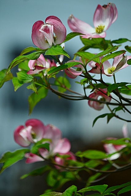 花 tuzuri