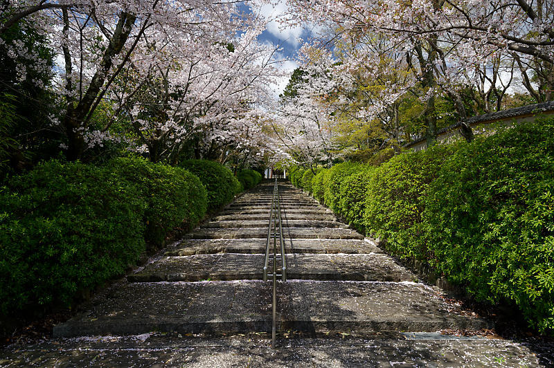 2020桜巡り＠宗忠神社_f0032011_18195163.jpg