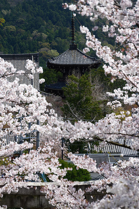 2020桜巡り＠宗忠神社_f0032011_18195246.jpg