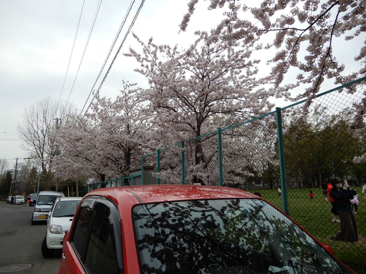 春真っ盛り_c0025115_22245559.jpg