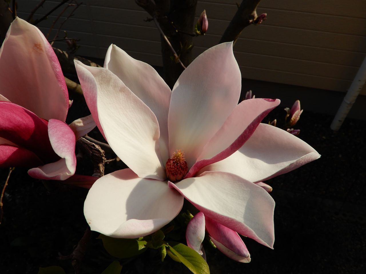 春真っ盛り_c0025115_22280703.jpg