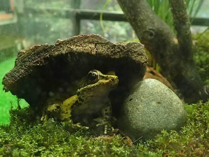 昆虫園本館&生態園・幼体まつり(多摩動物公園 May 2019)_b0355317_21093823.jpg