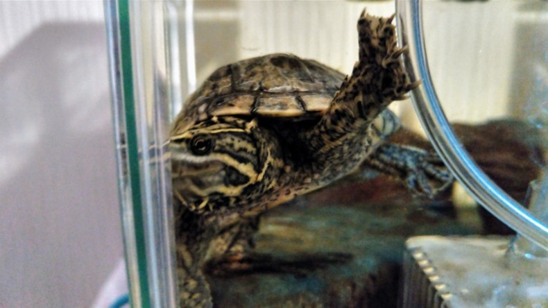 ニオイガメ 小さい虫について Fatal Furyのクワガタ カブトムシ