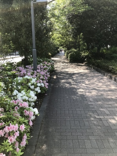 休業日ブログ・その26_e0195325_18472624.jpeg