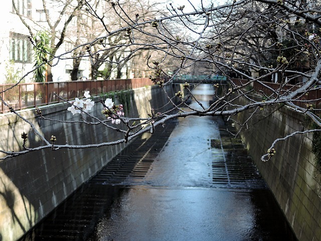 散歩屋日誌【41】_c0062832_15510347.jpg