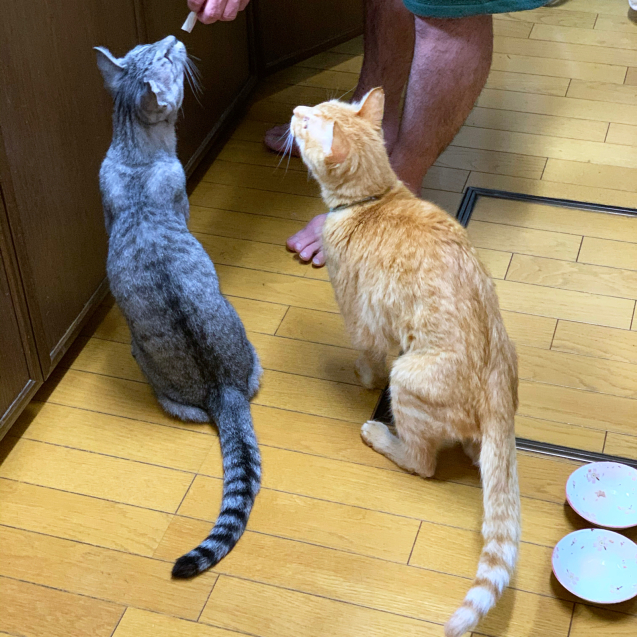 久しぶりのタコパー_d0355333_21390480.jpg