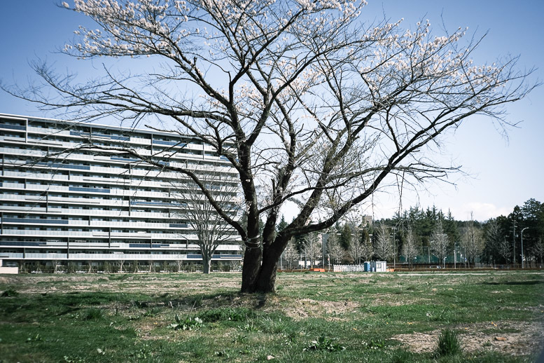 変貌するフェンスの中の桜_f0265234_10381150.jpg
