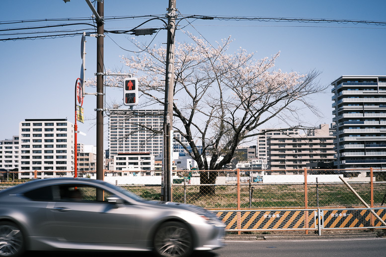 変貌するフェンスの中の桜_f0265234_10382749.jpg
